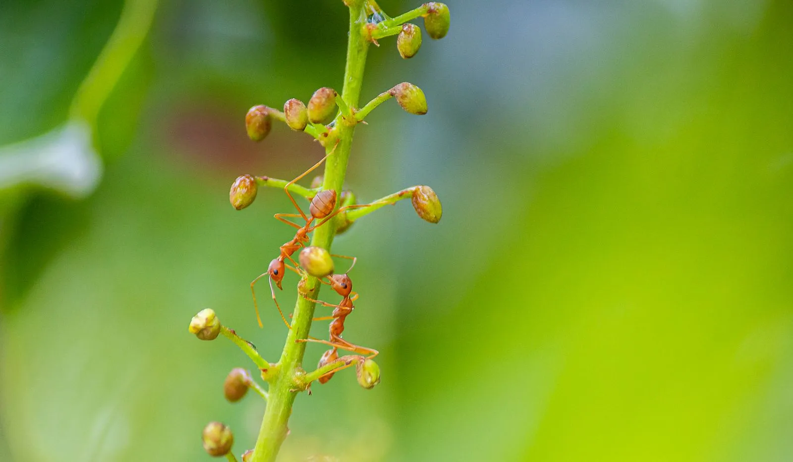 Close-up of ants outdoors