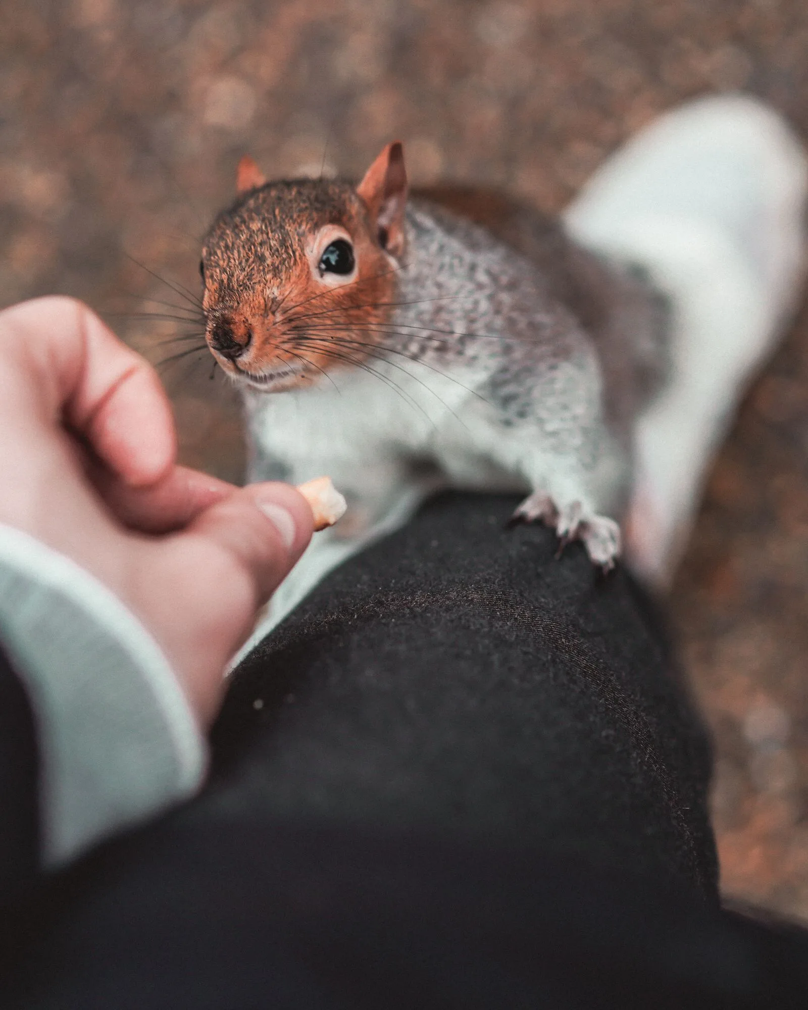 Close-up of a rodent