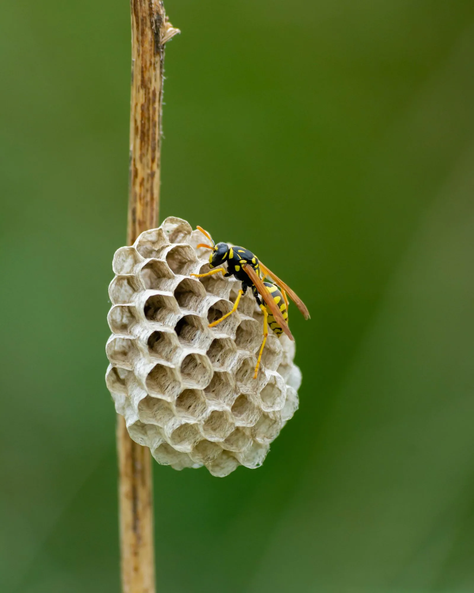 Close-up of wasps and their habitat