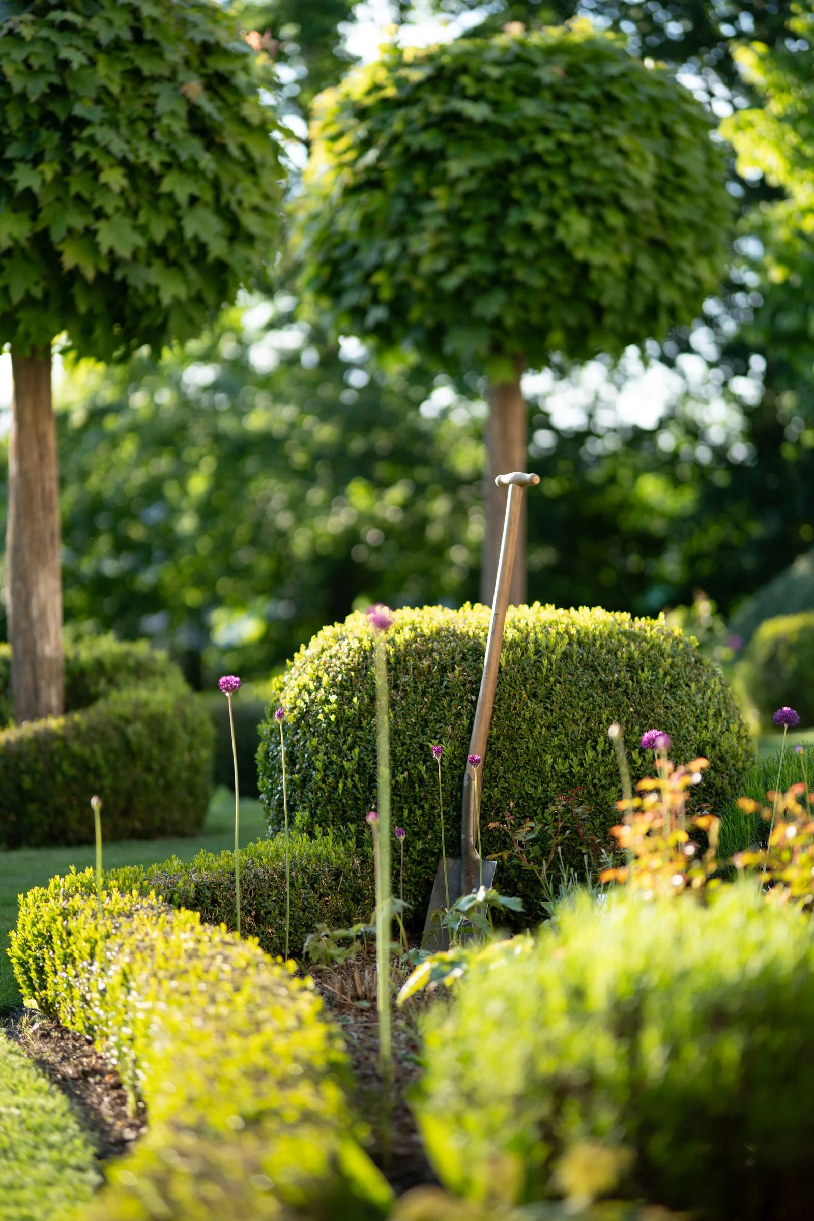 Garden plants and landscaping