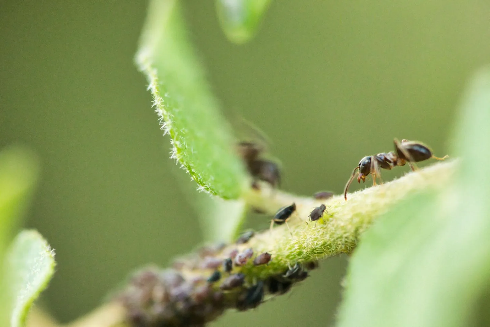 Close-up of ants outdoors