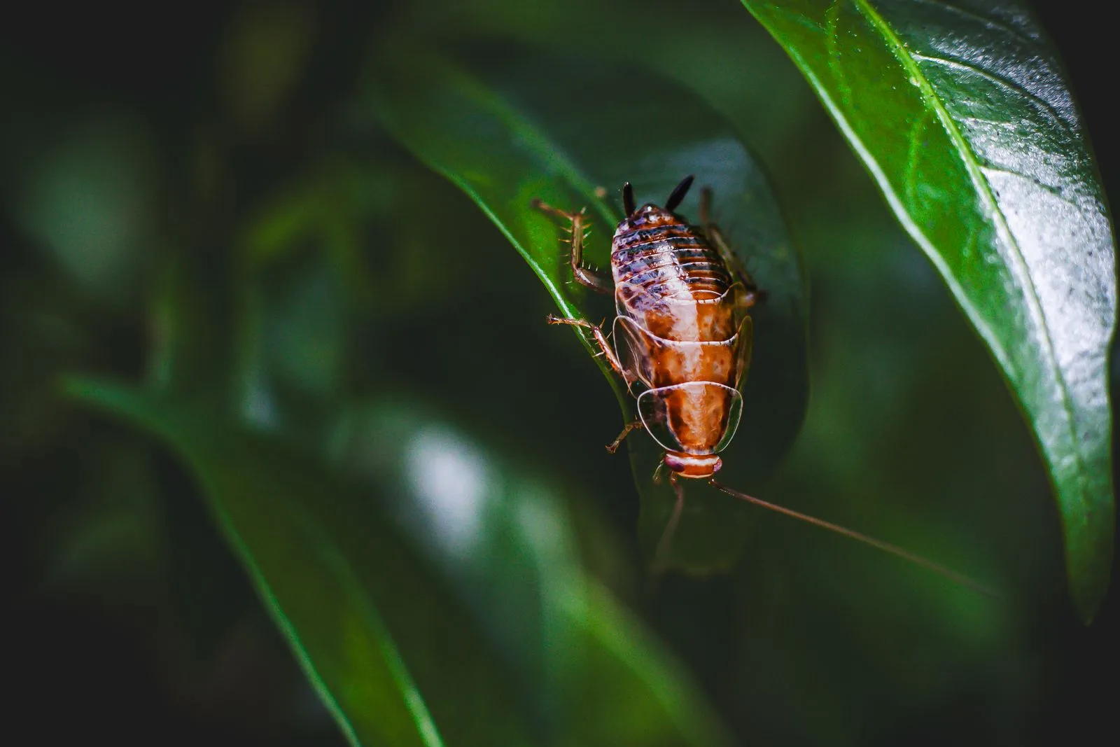 Close-up of a cockroach