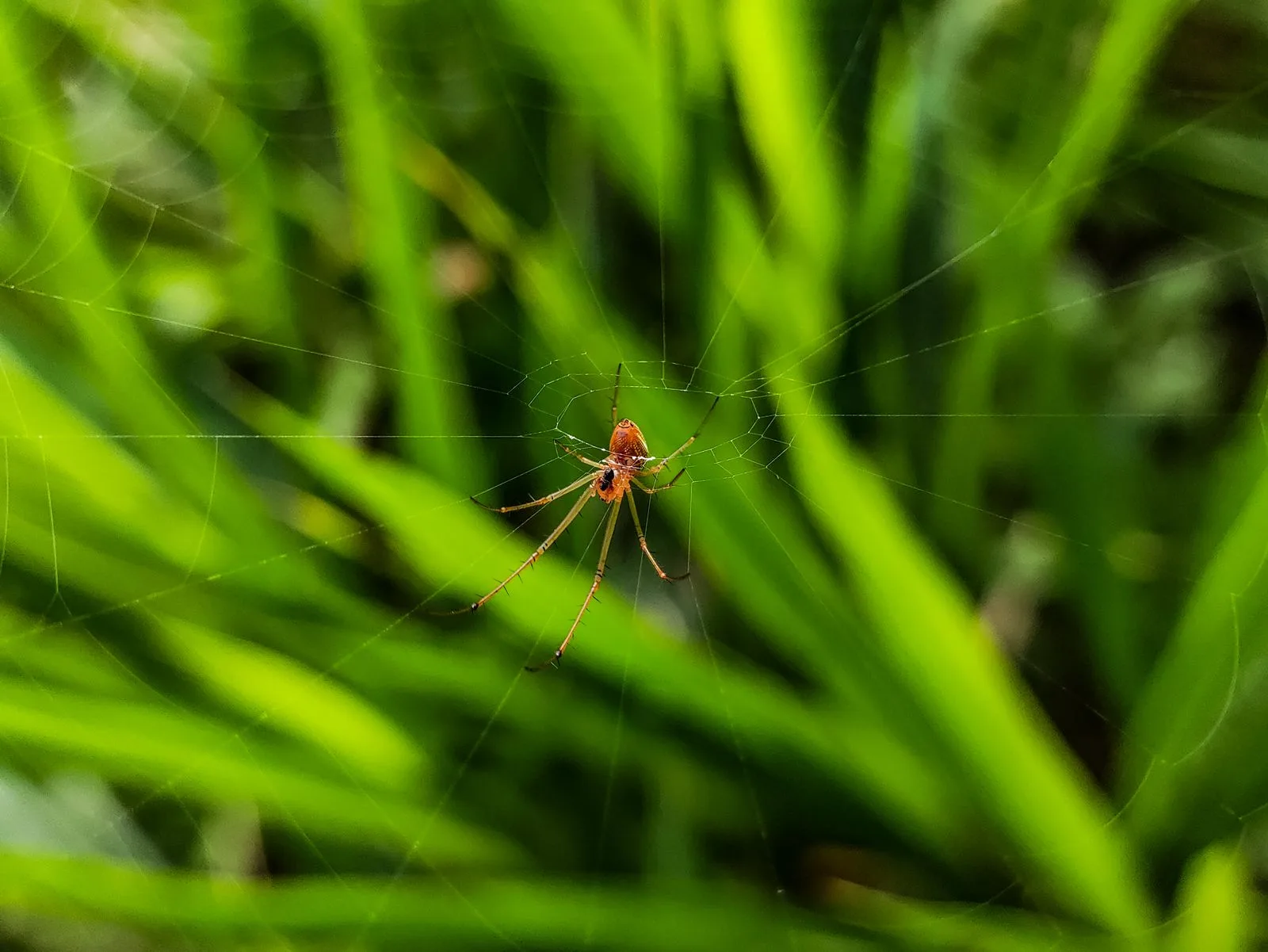 Spider resting on its web