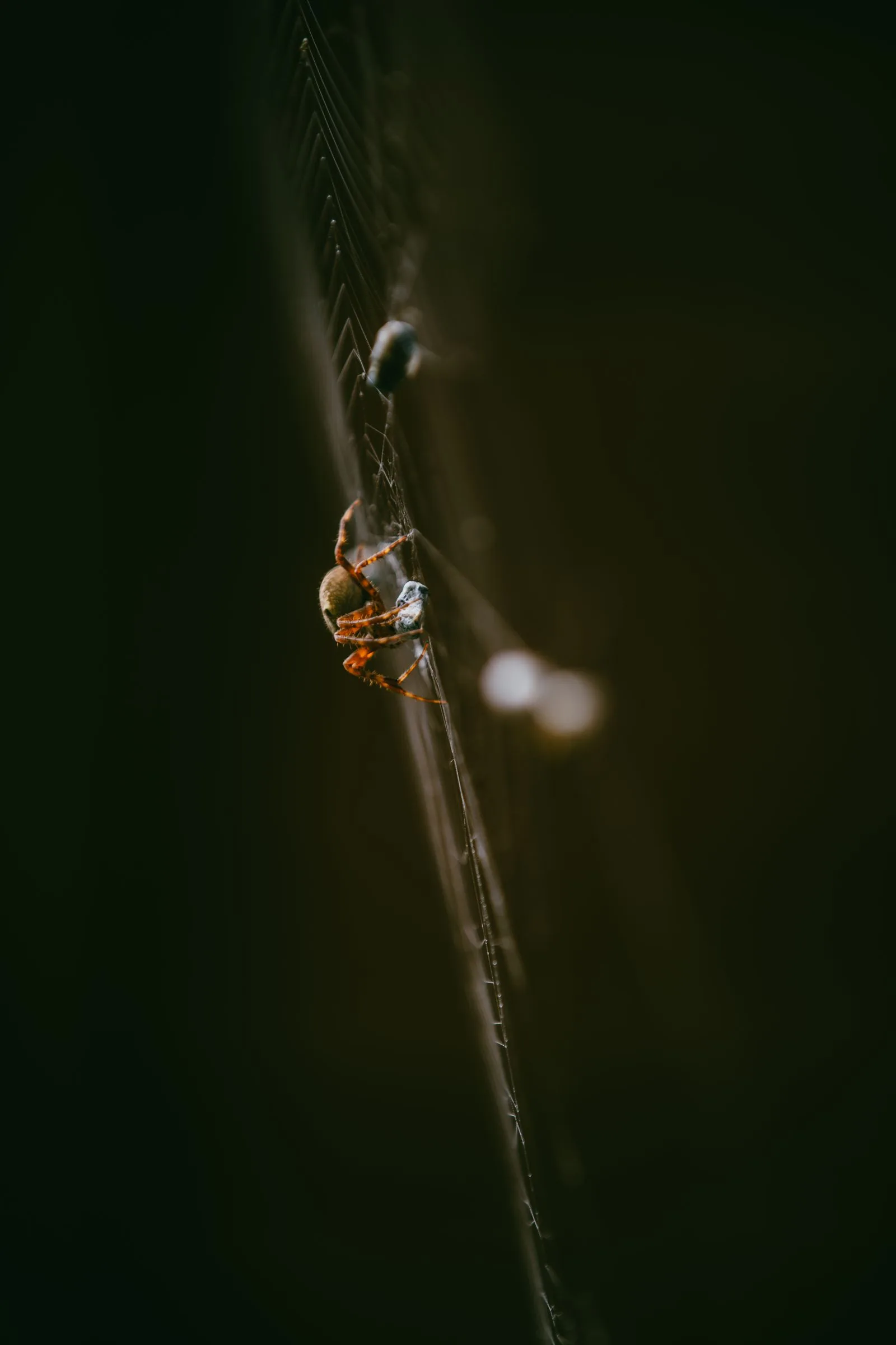 Spider resting on its web