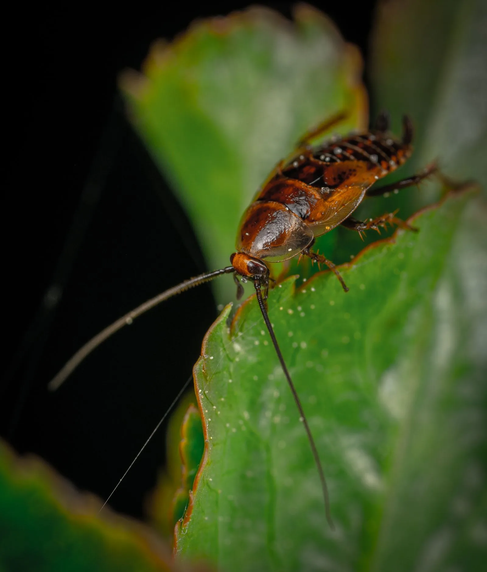 Close-up of a cockroach
