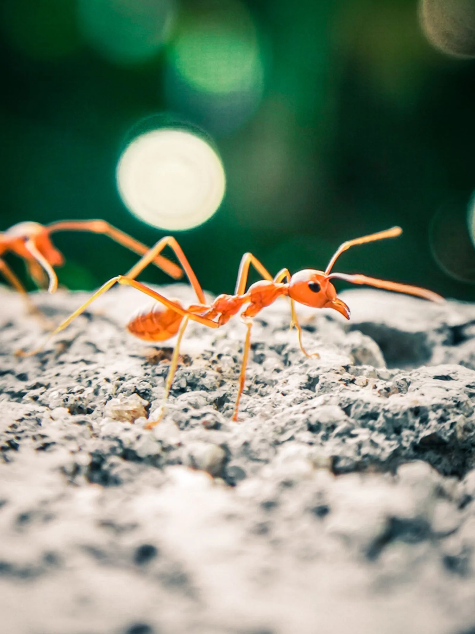 Close-up of ants outdoors