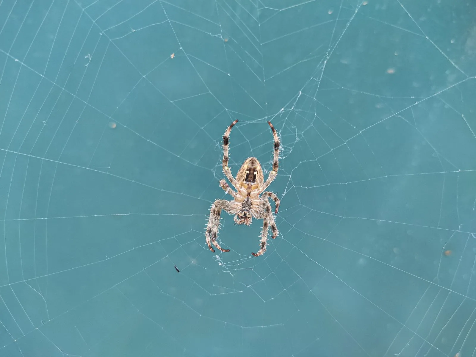 Spider resting on its web