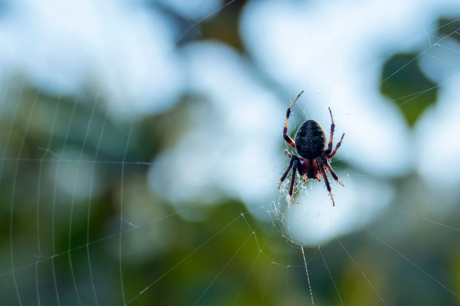 Spider resting on its web