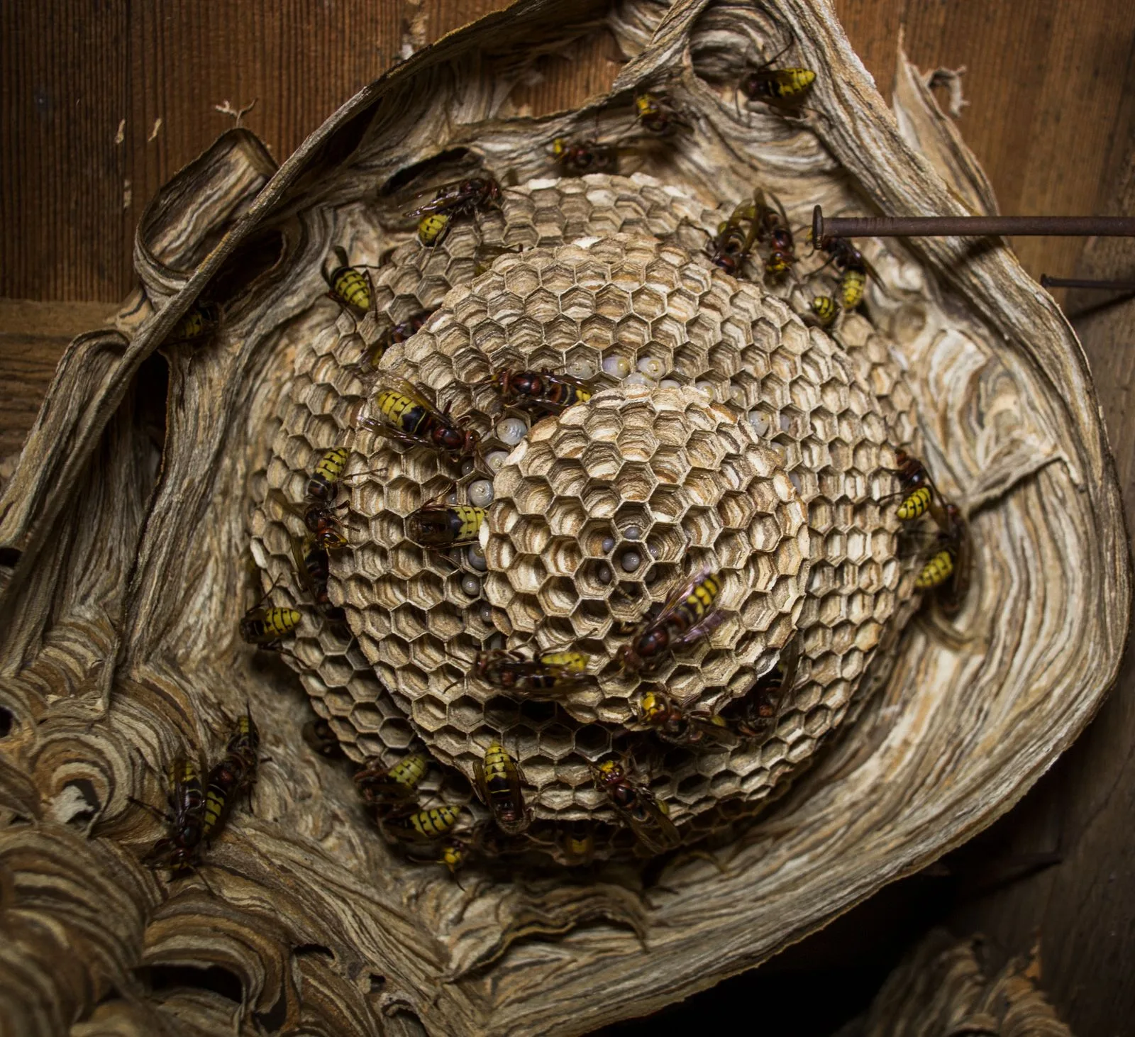 Close-up of wasps and their habitat