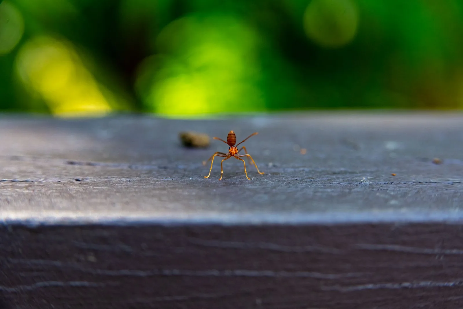 Close-up of ants outdoors