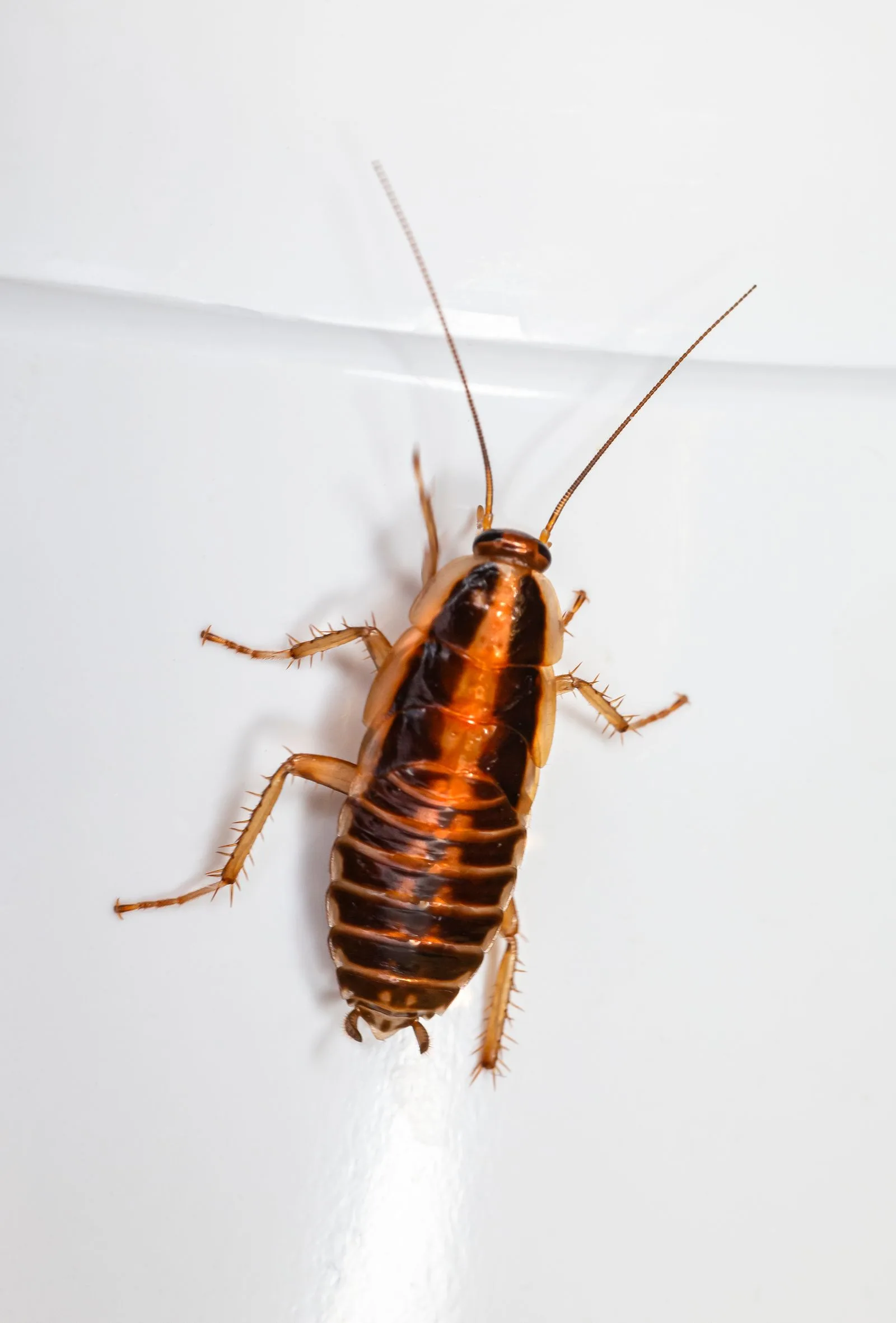 Close-up of a cockroach