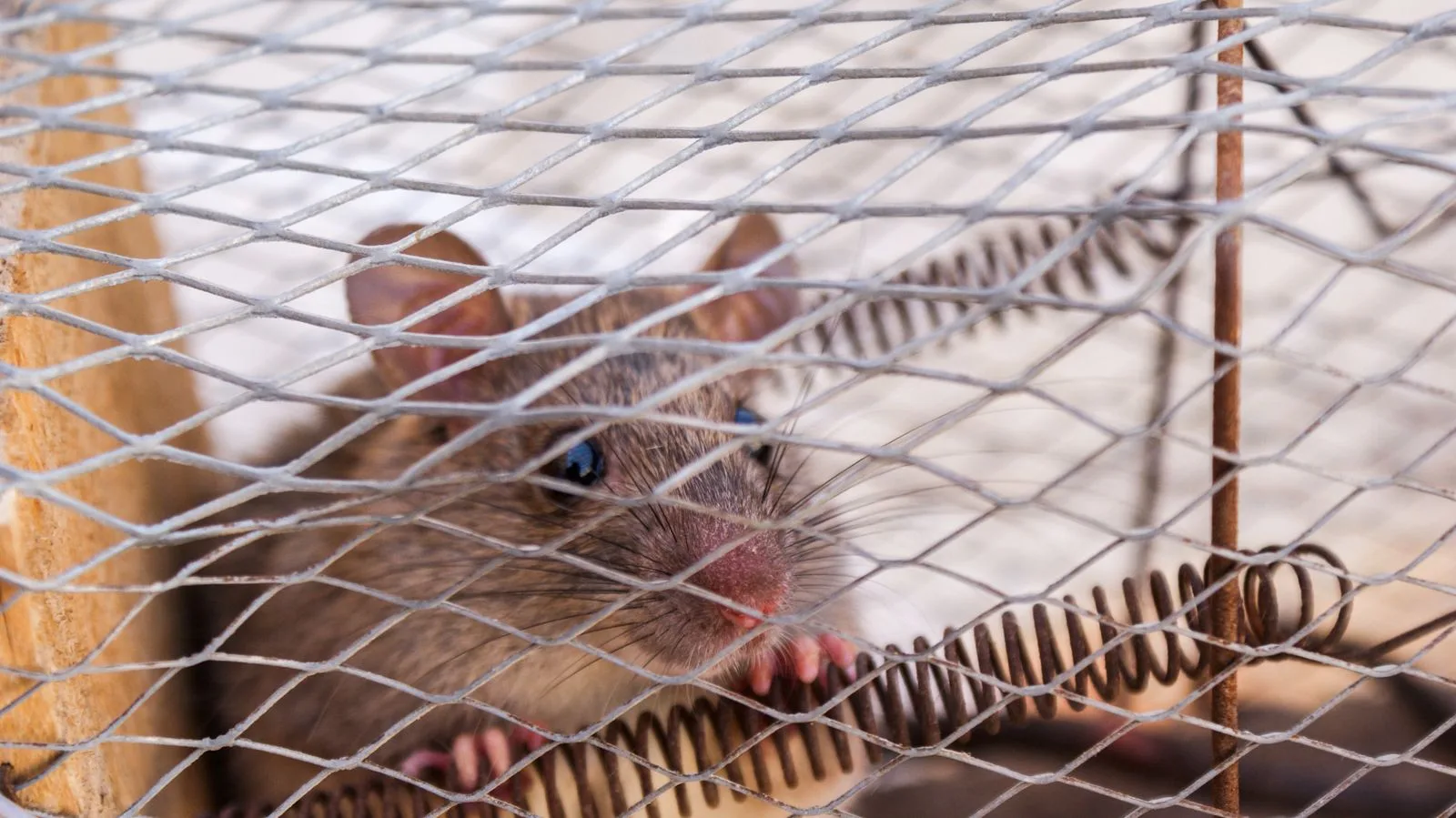 Close-up of a rodent