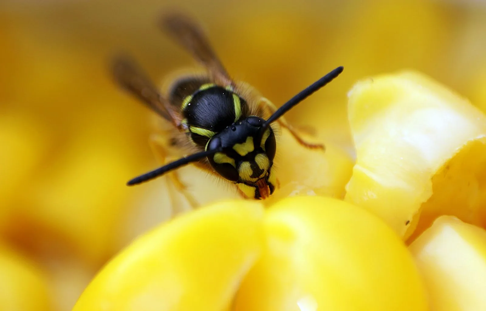 Close-up of wasps and their habitat