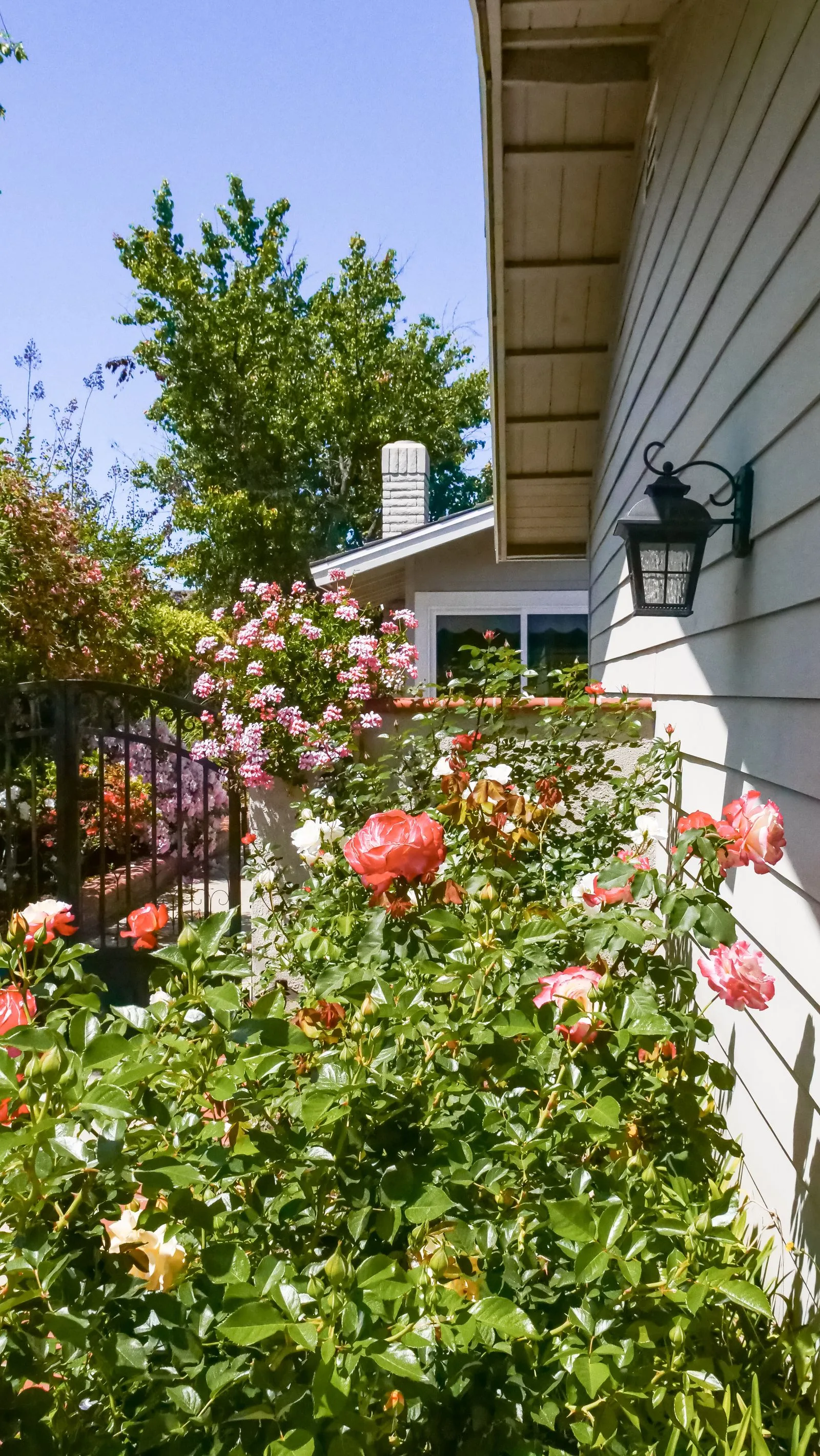 Garden and outdoor space beside a home