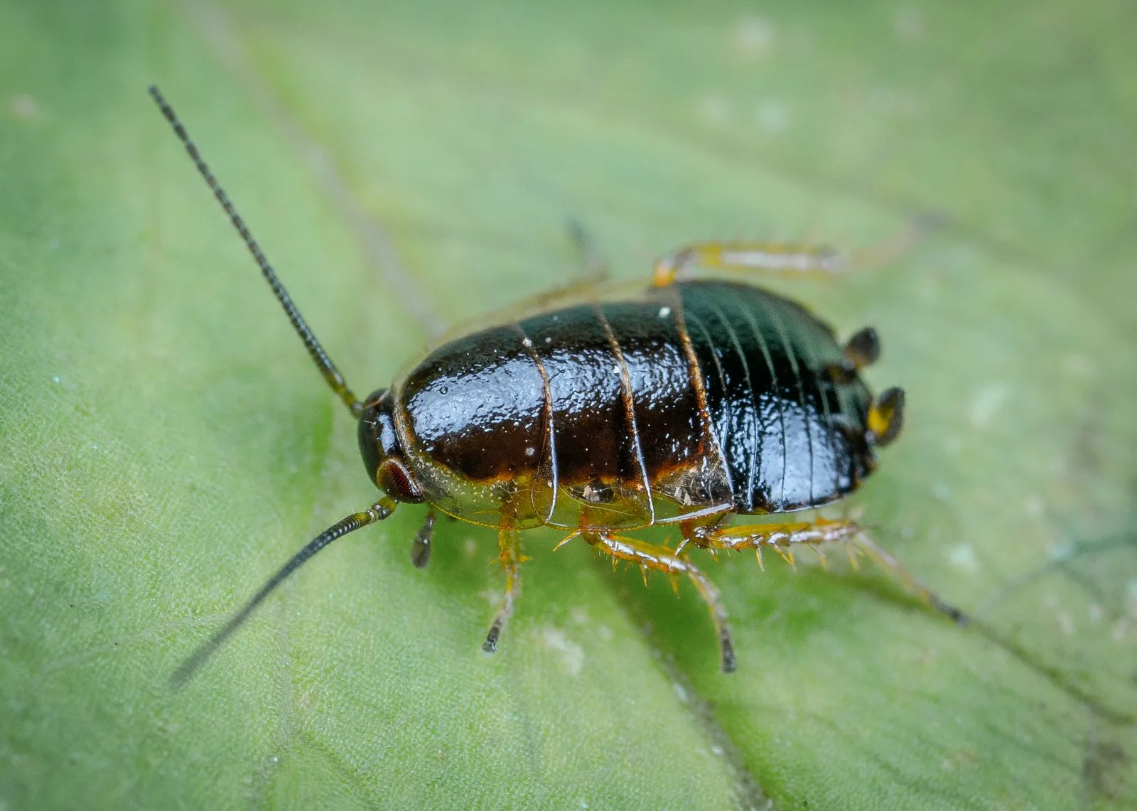 Close-up of a cockroach