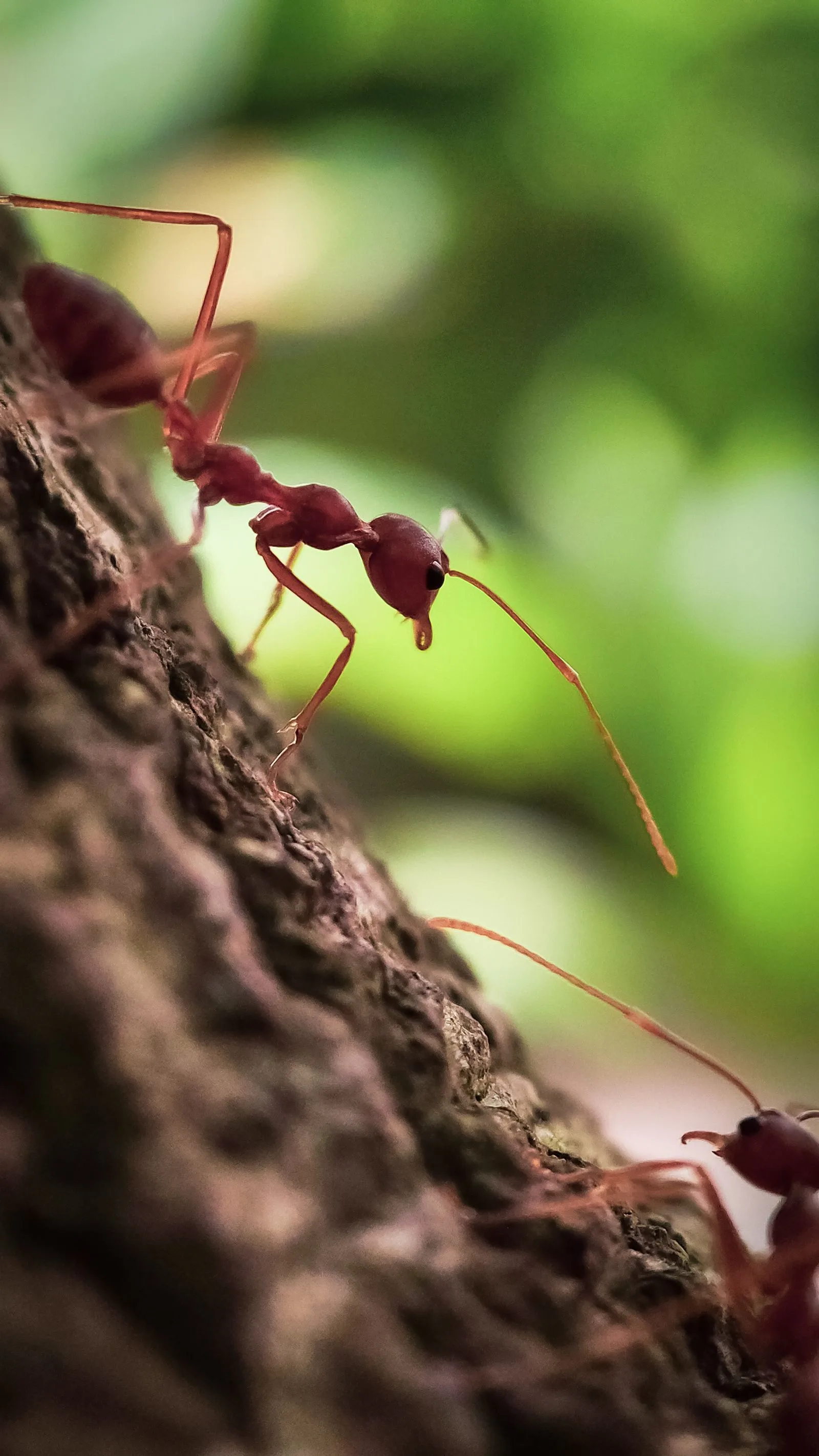 Close-up of ants outdoors
