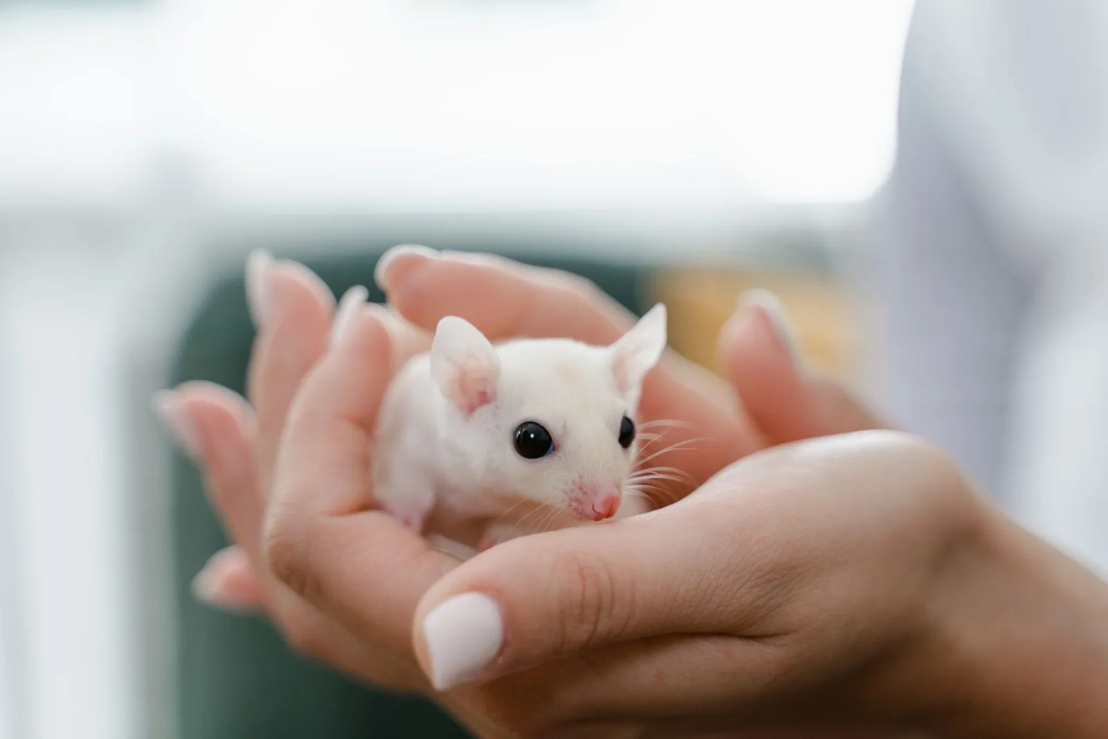 Close-up of a rodent