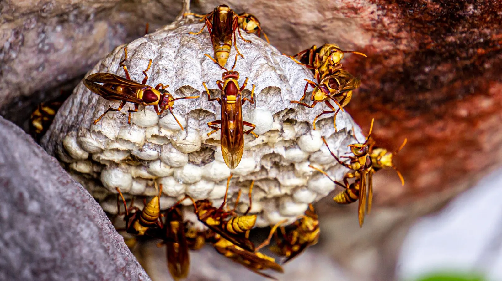 Close-up of wasps and their habitat