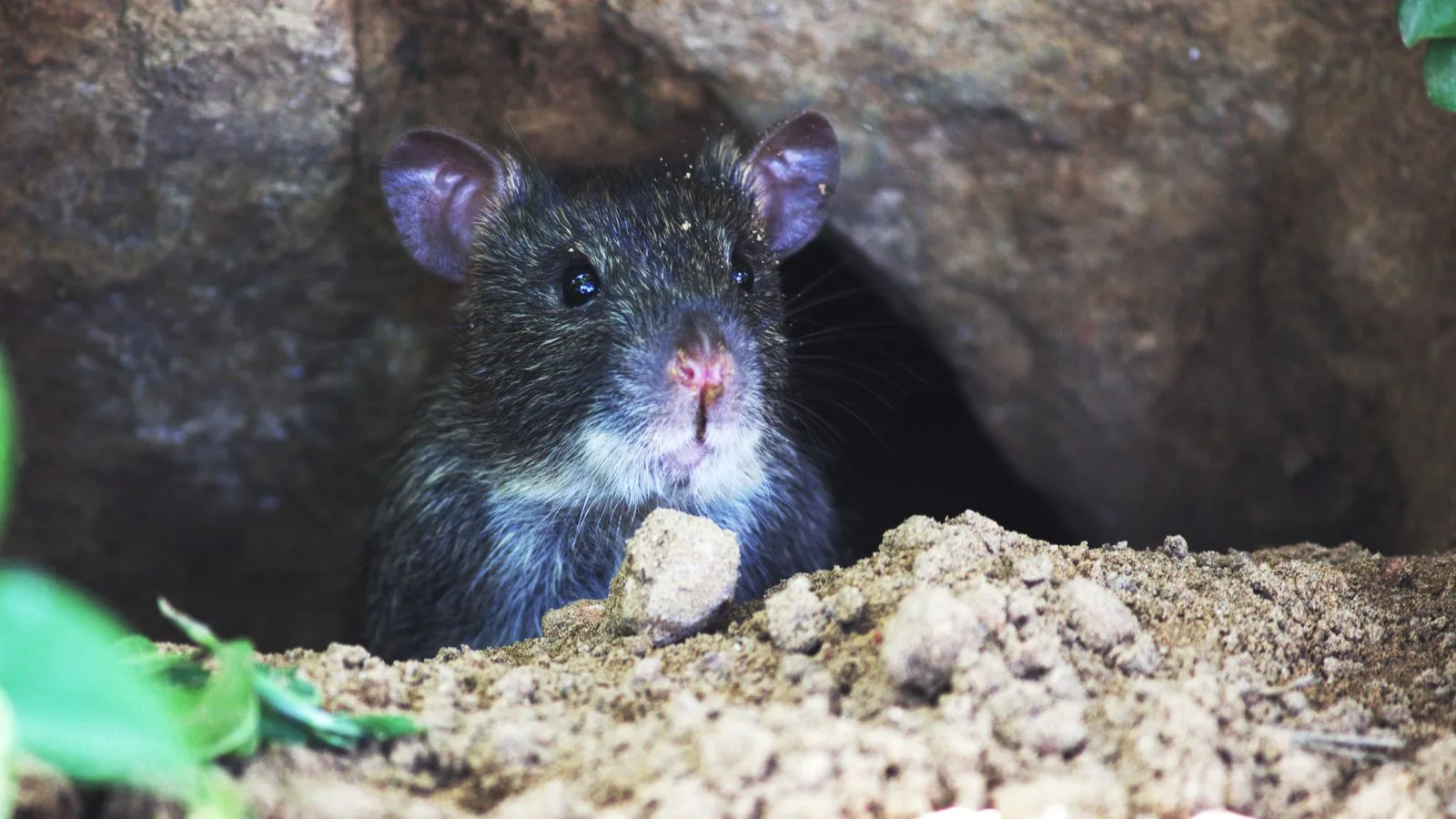 Close-up of a rodent
