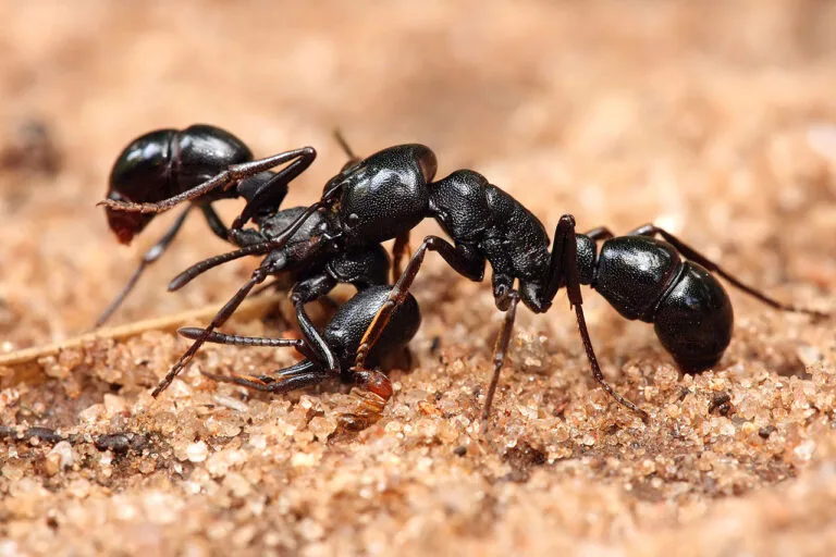 Close-up of ants on sandy ground