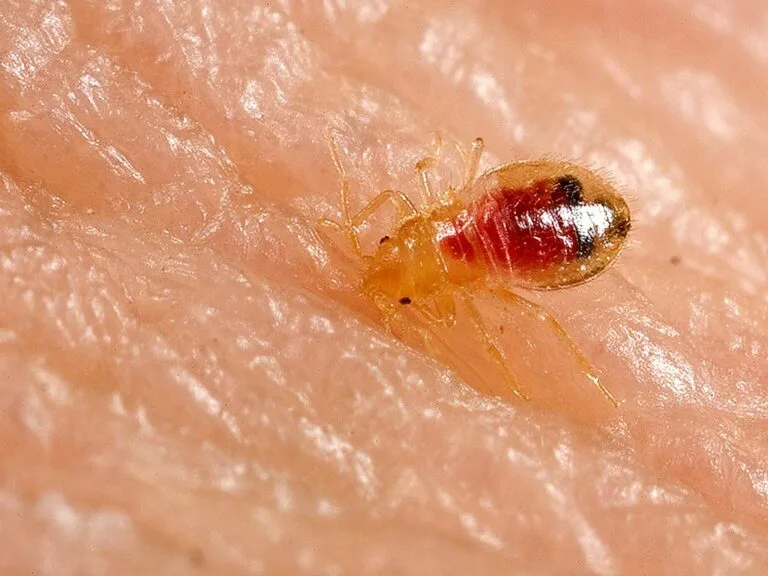 Close-up of a bed bug