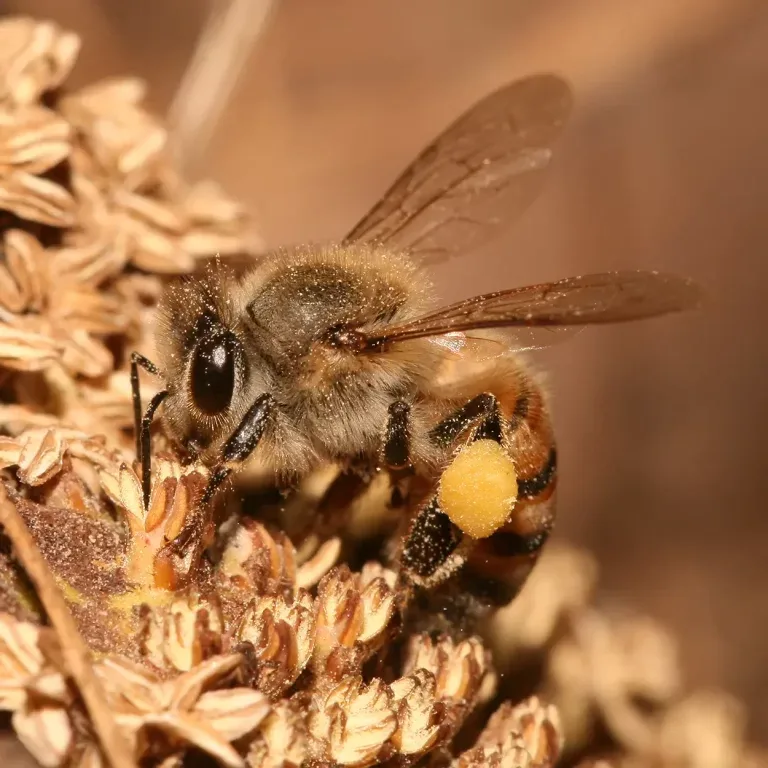 Honey bee collecting pollen