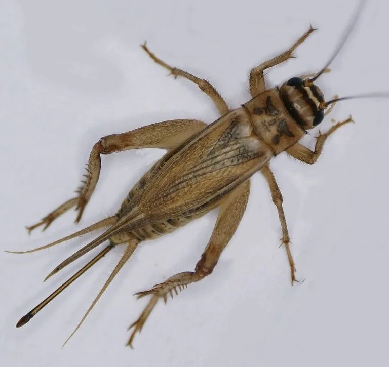 Close-up of a cricket