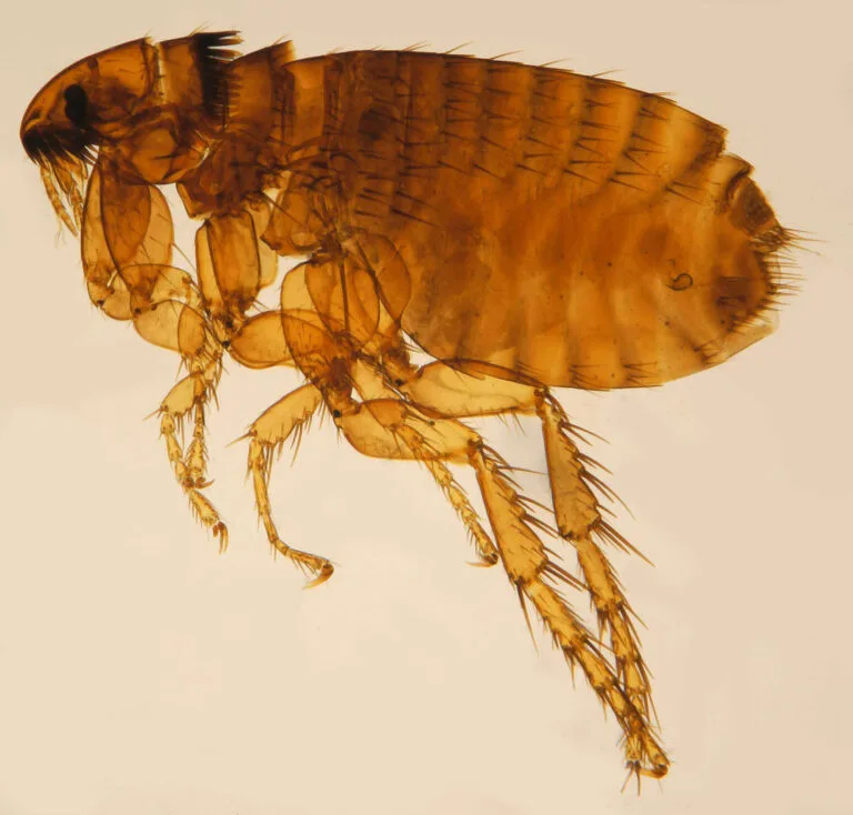 Magnified view of a flea
