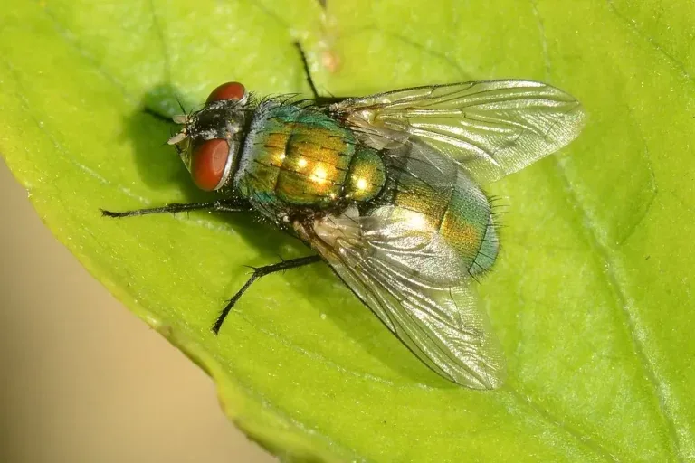 Fly resting on a leaf