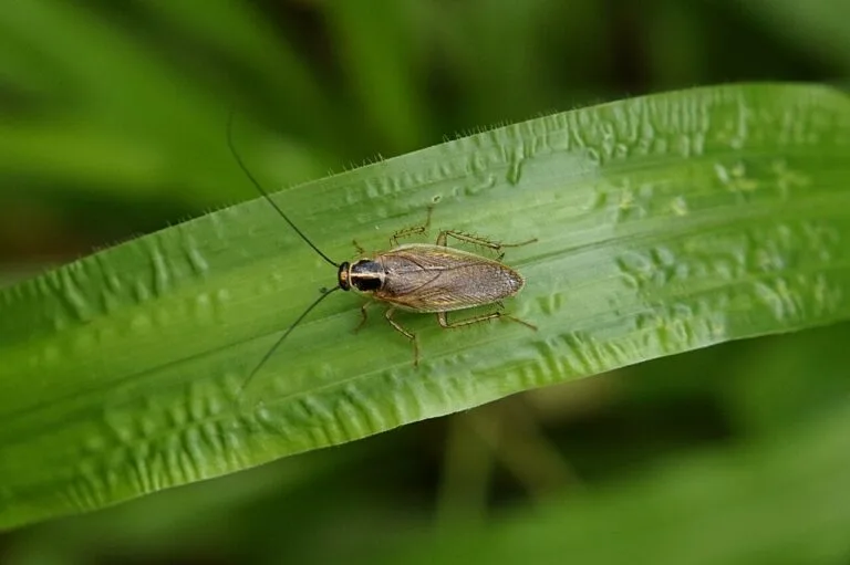 Cockroach resting on a green leaf