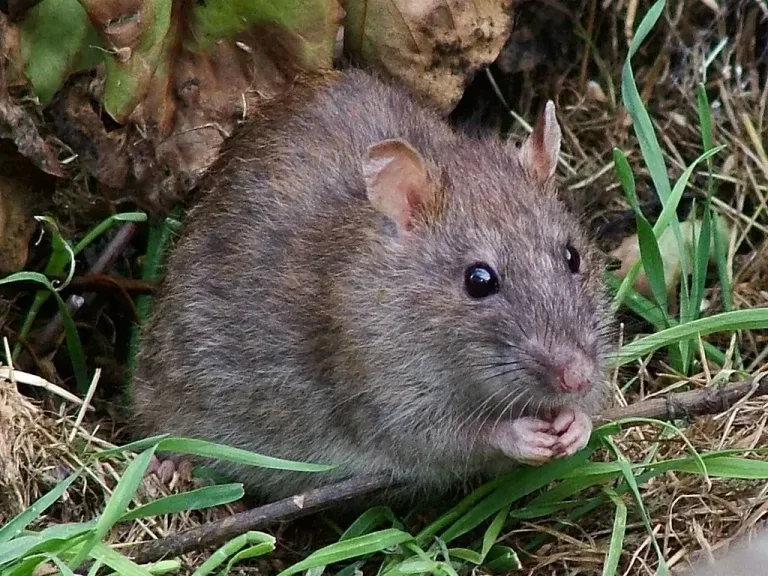 Rat in grass beside a tree