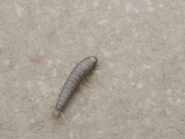 Silverfish on a pale surface