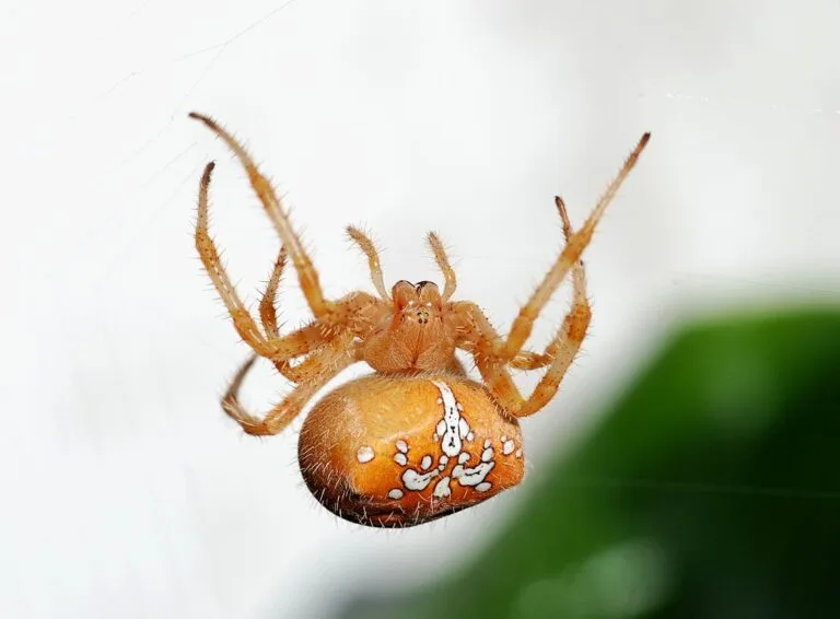 Spider on its web