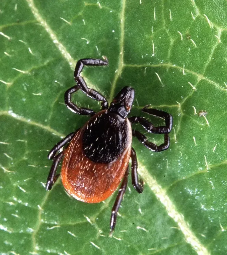 Tick resting on a leaf