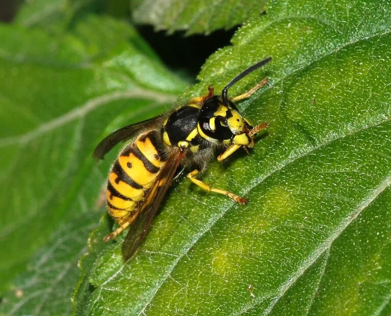 Wasp resting on a green leaf